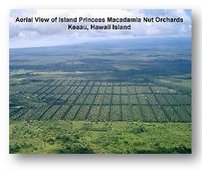 Mac Nut Orchards in Hilo
